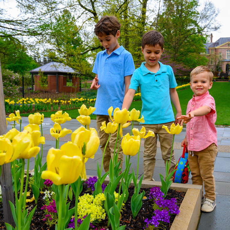 Tulips are a favorite at Kingwood Center Gardens