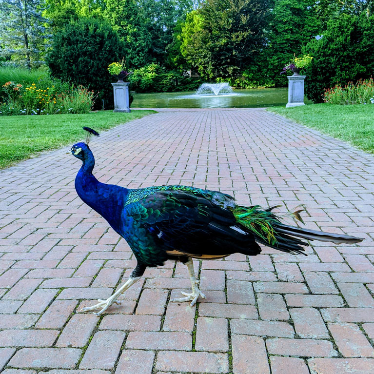 Spot the peacocks that wander the gardens