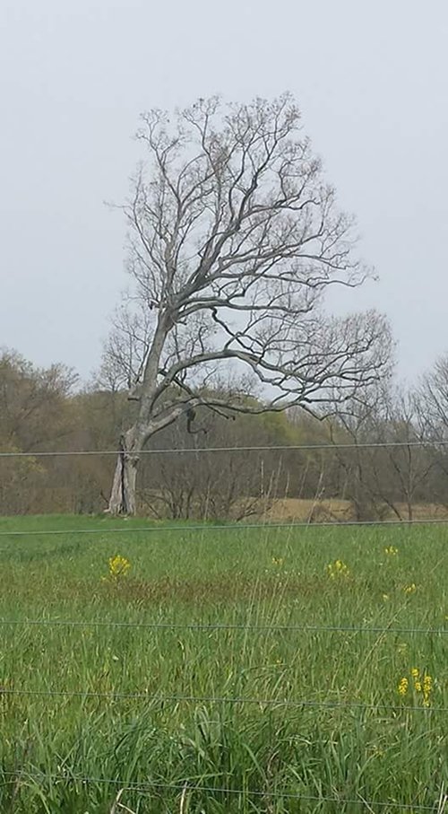 Shawshank Tree Image Submitted by Aimee Ferguson, Early May 2016