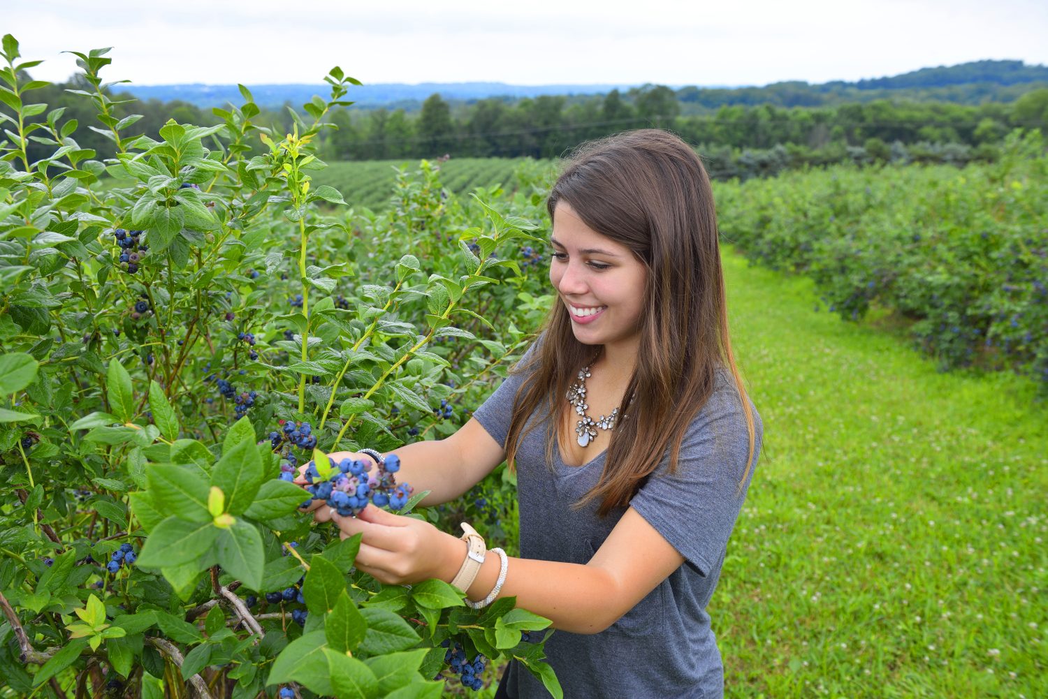 Blueberry Patch Greenhouse & Gifts