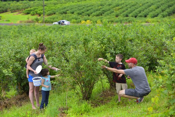 Picking Your Own?