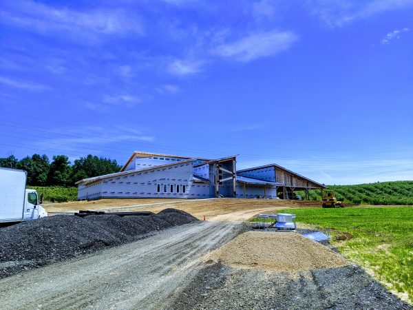 The Blueberry Patch