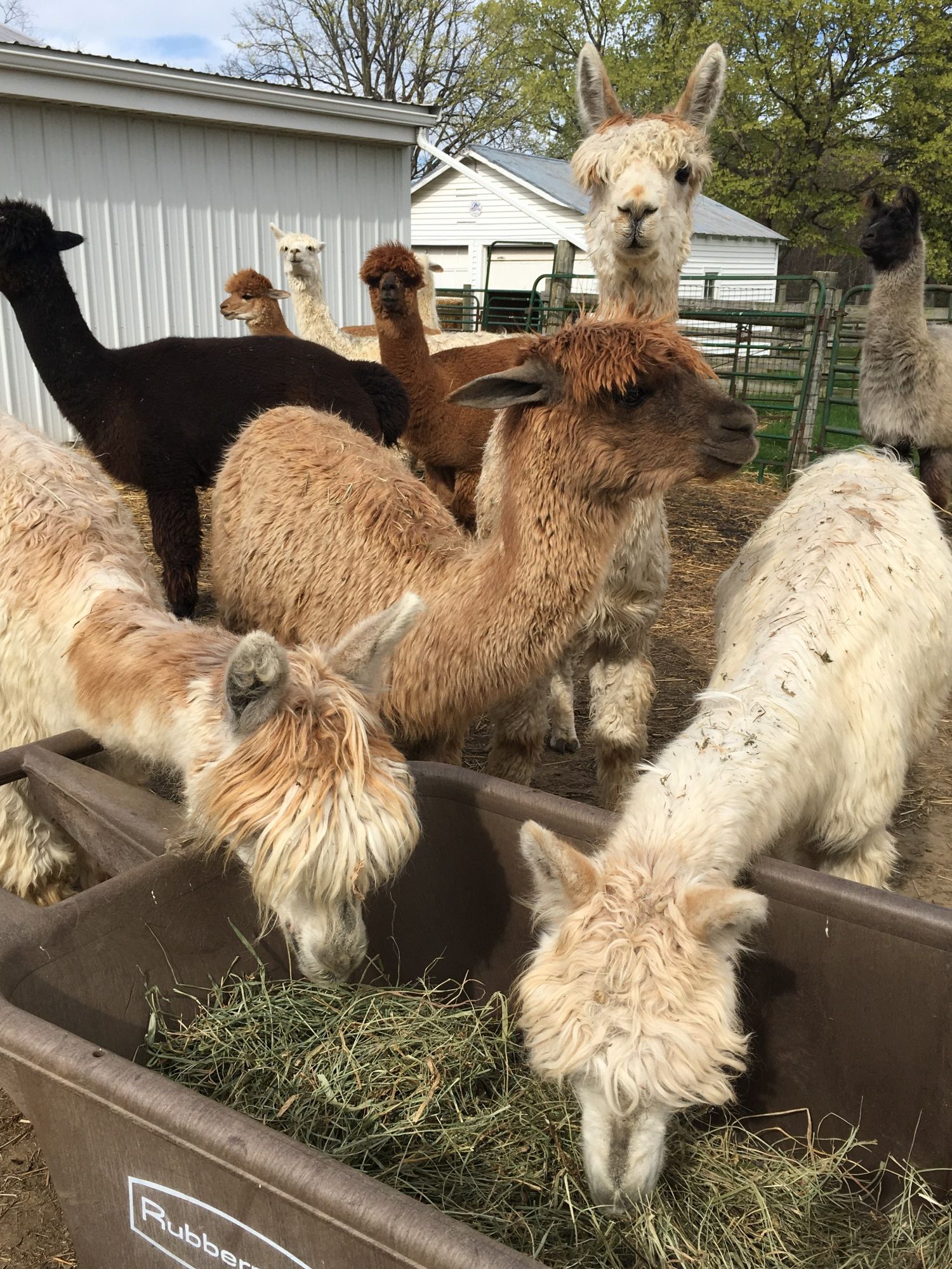 Alpaca Meadows