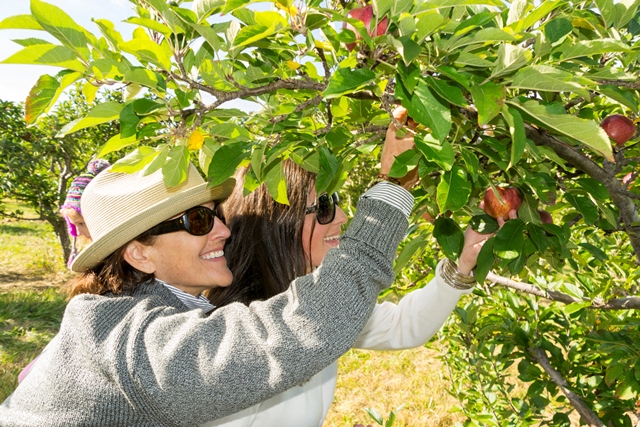 Pick Your Own Fruit Fun