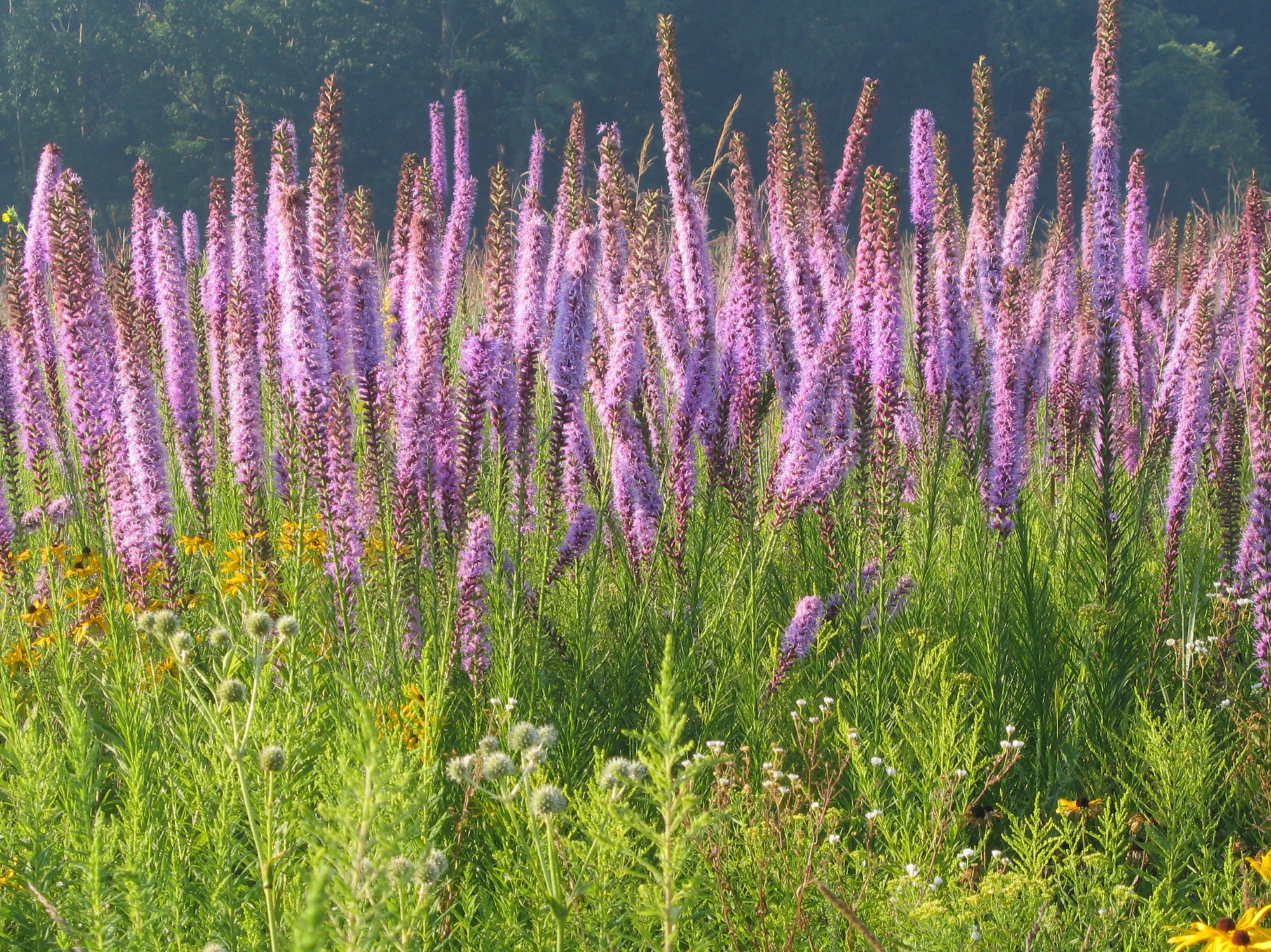 Nature Field of Purple Flowers